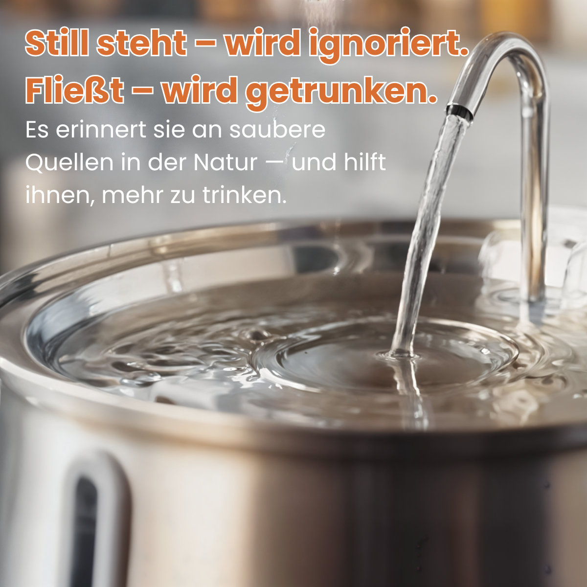 Miezico Katzen Trinkbrunnen aus Edelstahl – leise, hygienisch & filtert Wasser