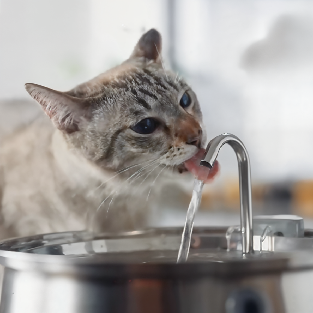 Miezico Katzen Trinkbrunnen aus Edelstahl – leise, hygienisch & filtert Wasser